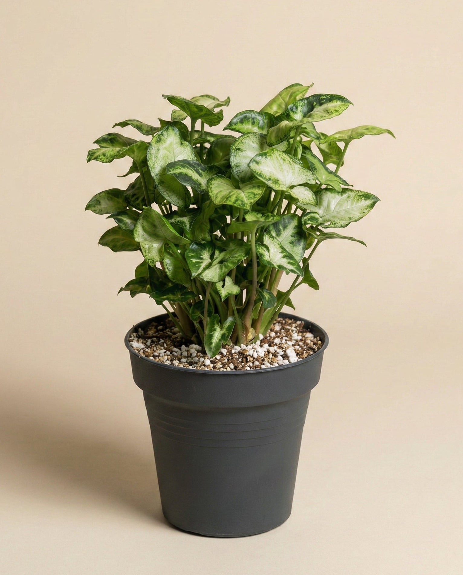 feey-variado-syngonium-pixie-zimmerpflanze-ohne-topf image 3