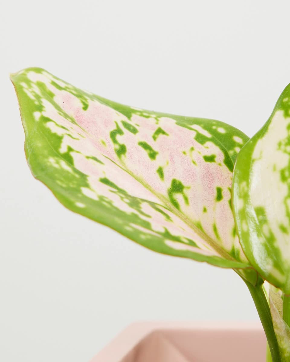 plnts-babyplnts-aglaonema-red-valentine-zimmerpflanze-15-cm image 7