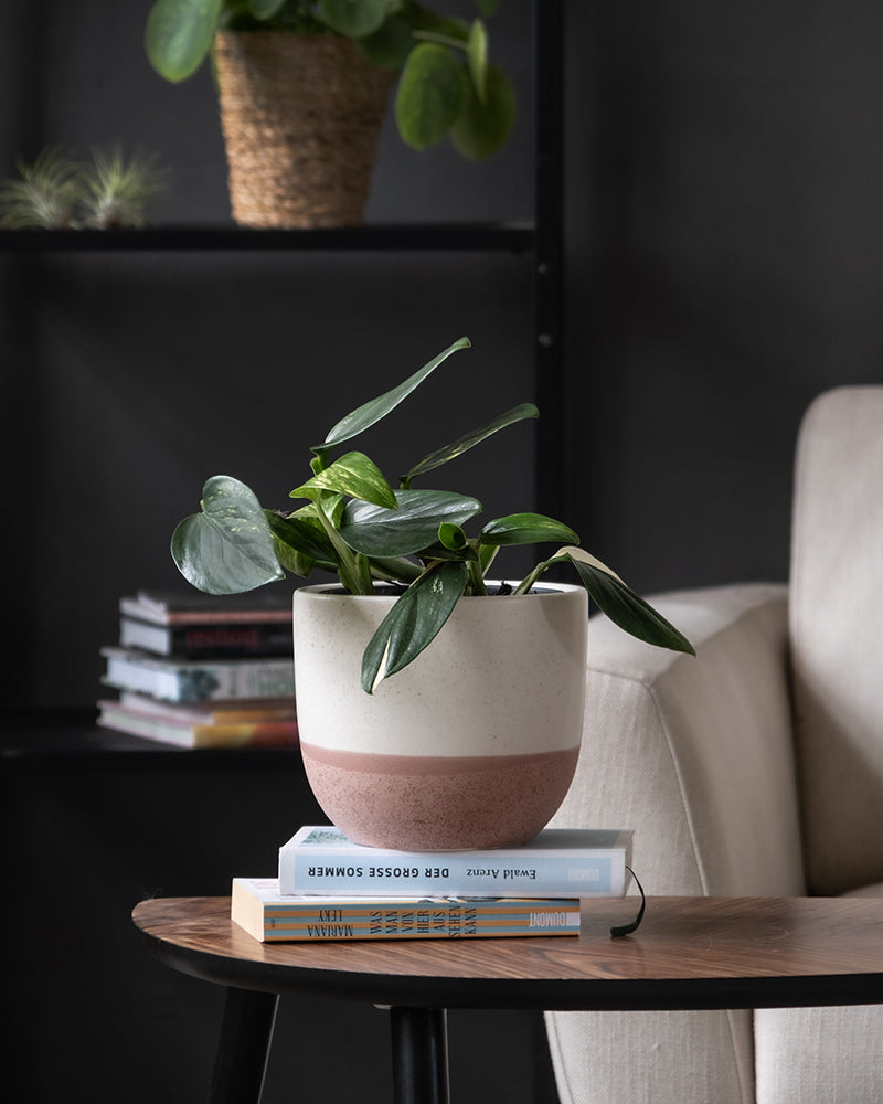 feey-variado-monstera-standleyana-zimmerpflanze-ohne-bertopf image 4