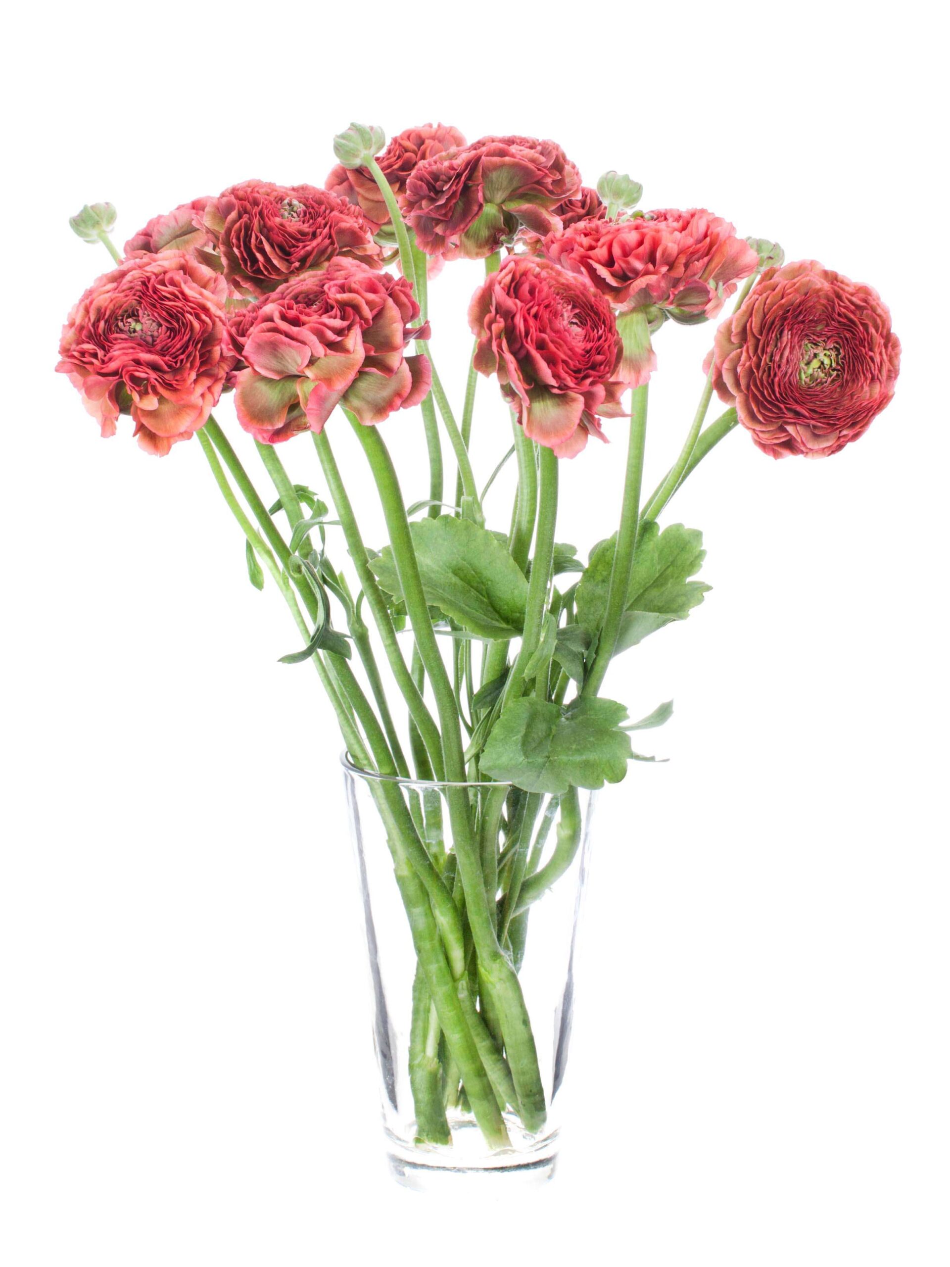blumigo-ranunkeln-xl-ponpon-minerva-schnittblume-rot-gr-n image 2