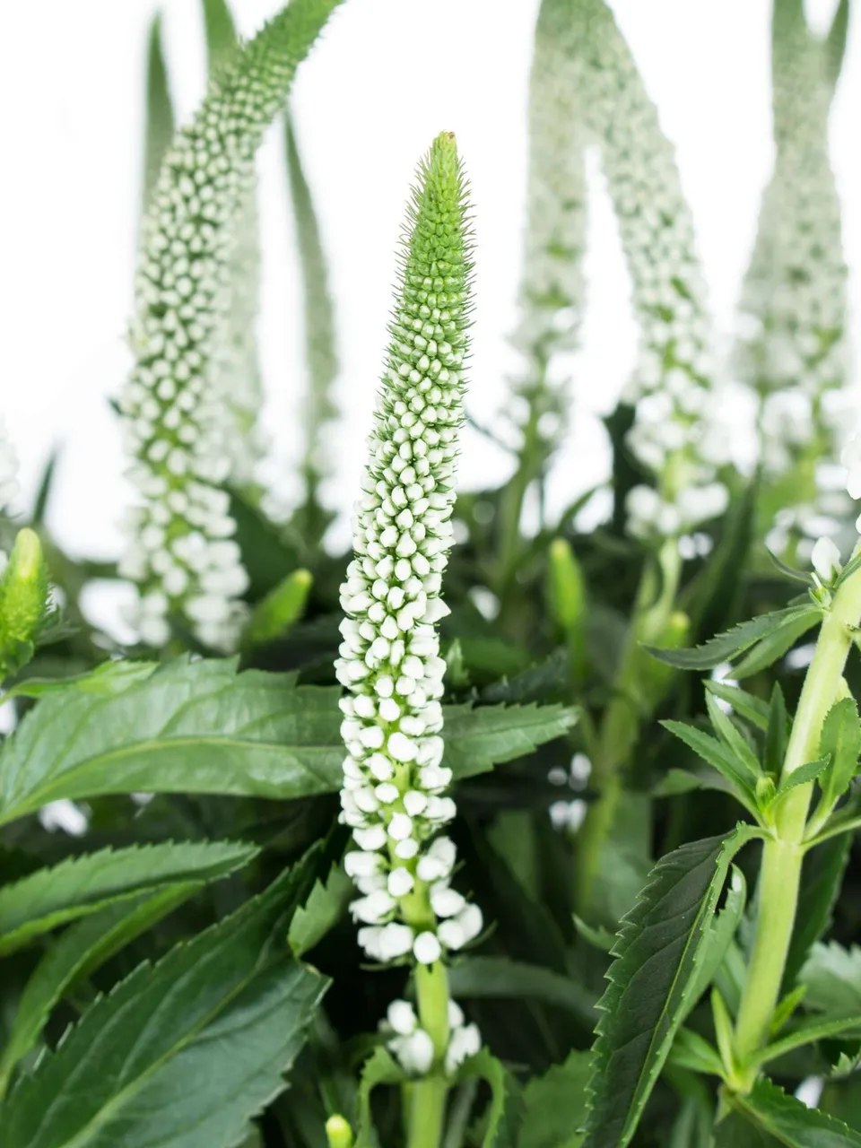 blumigo-veronica-ehrenpreis-schnittblume-wei-einzelstiel image 1