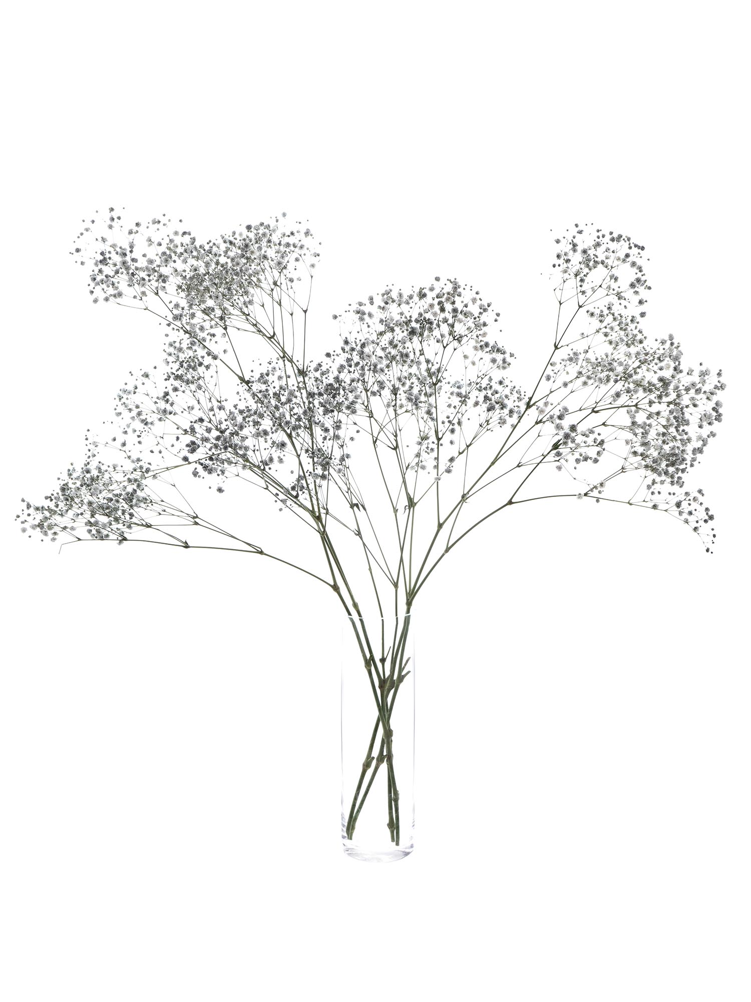 blumigo-schleierkraut-painted-schnittblume-grau-trocken-option image 2