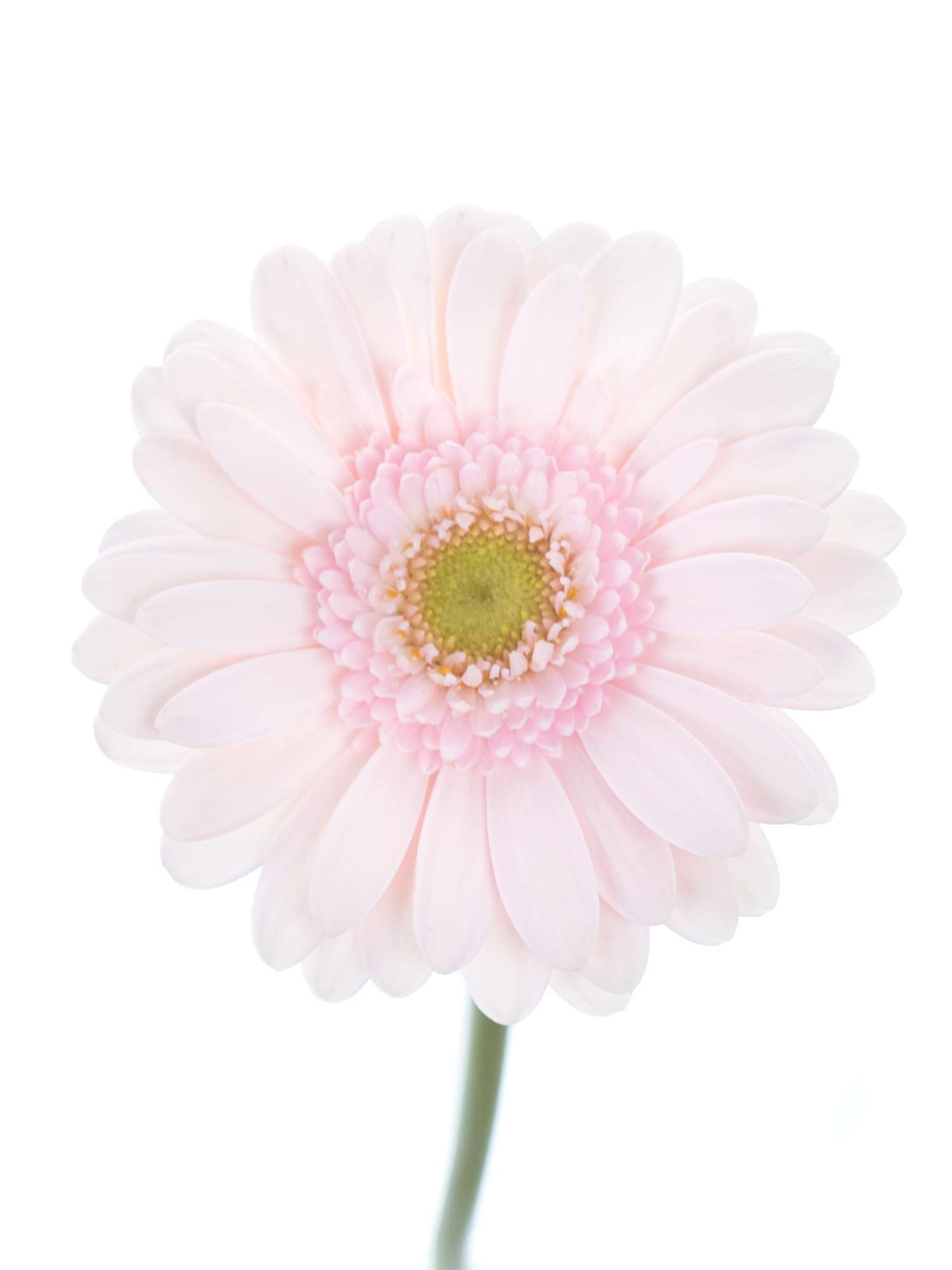 blumigo-gerbera-mini-bridal-kimsey-schnittblume-hell-rosa image 2