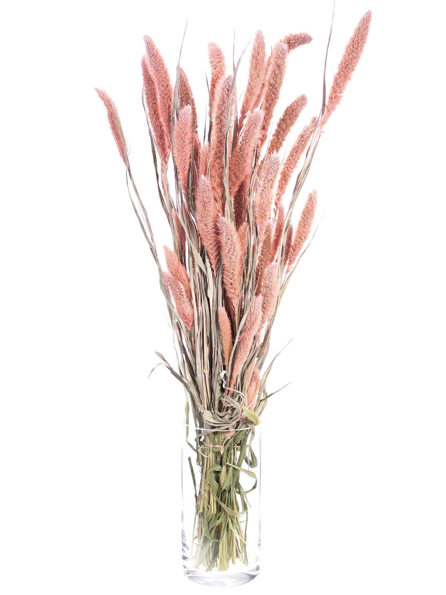 blumigo-setaria-borstenhirse-trockenblume-rosa image 2