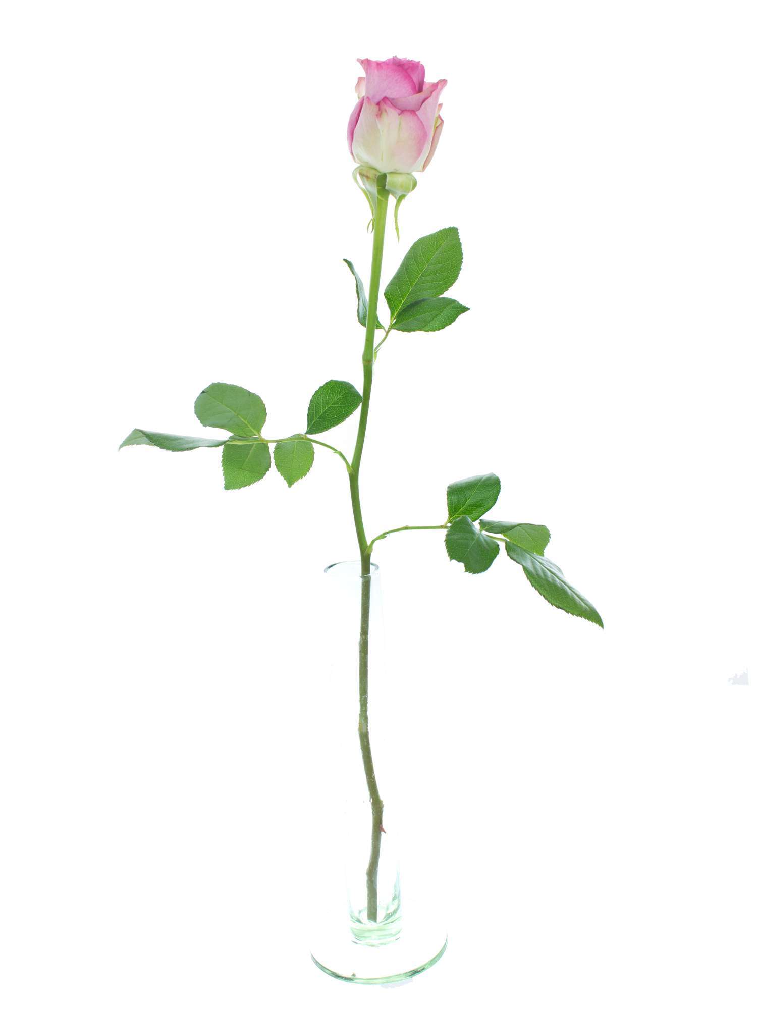 blumigo-rosen-cool-water-schnittrose-pink-lila-frisch image 3