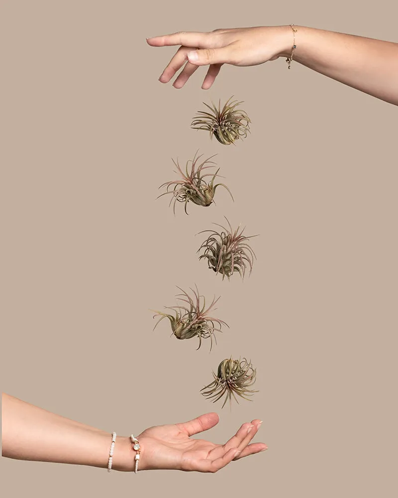 feey-variado-luftpflanzen-pink-tillandsia-5-st-ck image 1
