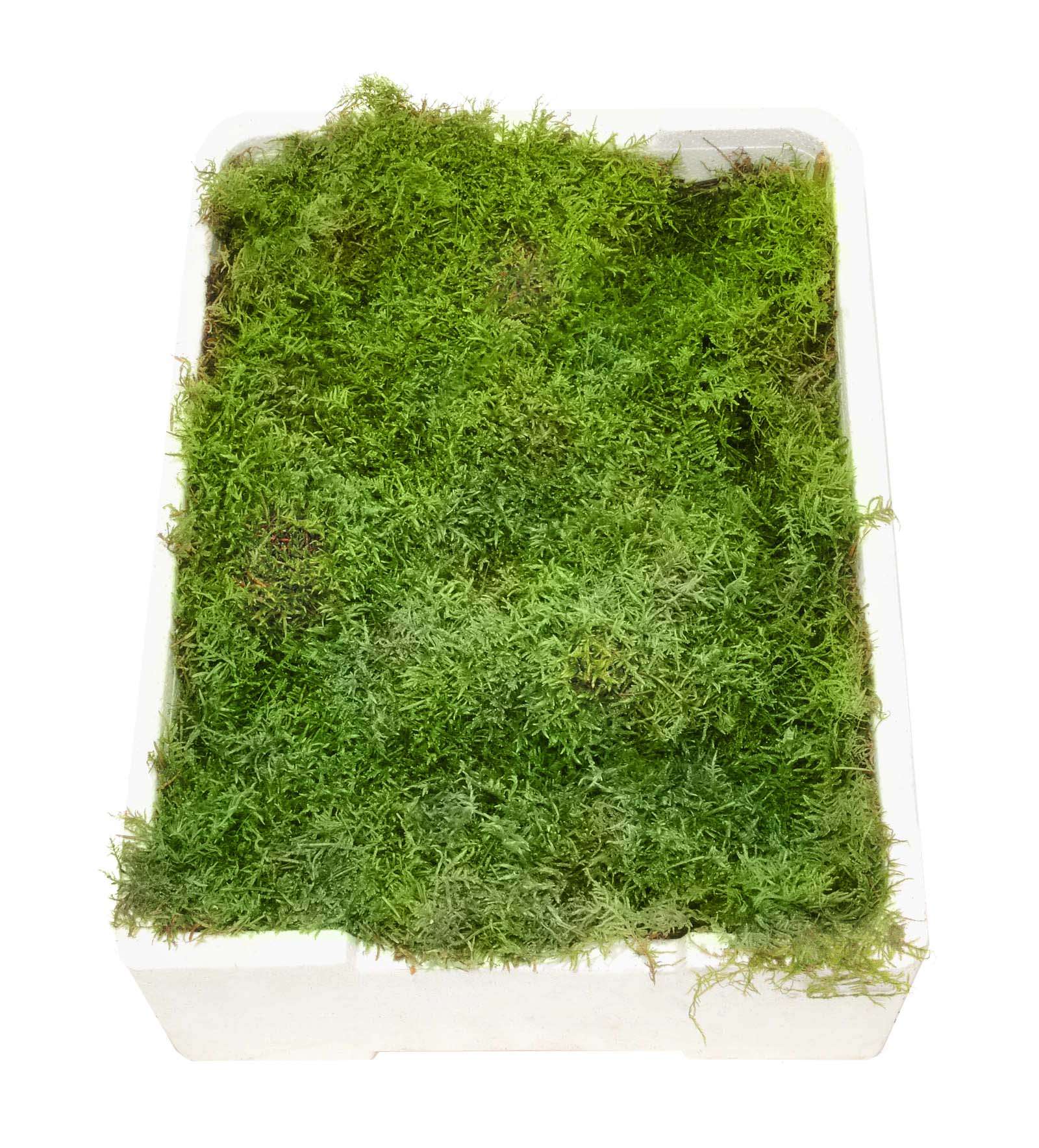 blumigo-moos-plattenmoos-frisch-nat-rlicher-bodendecker image 3