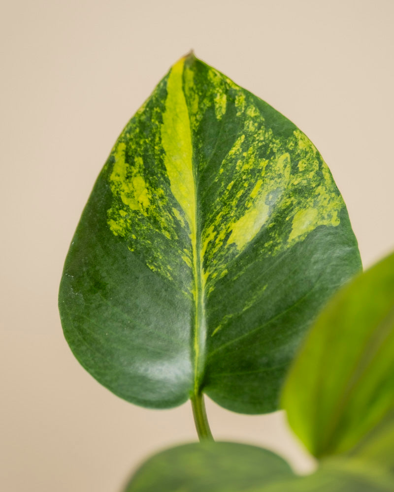 feey-variado-monstera-aurea-zimmerpflanze-gelb-panaschiert image 2