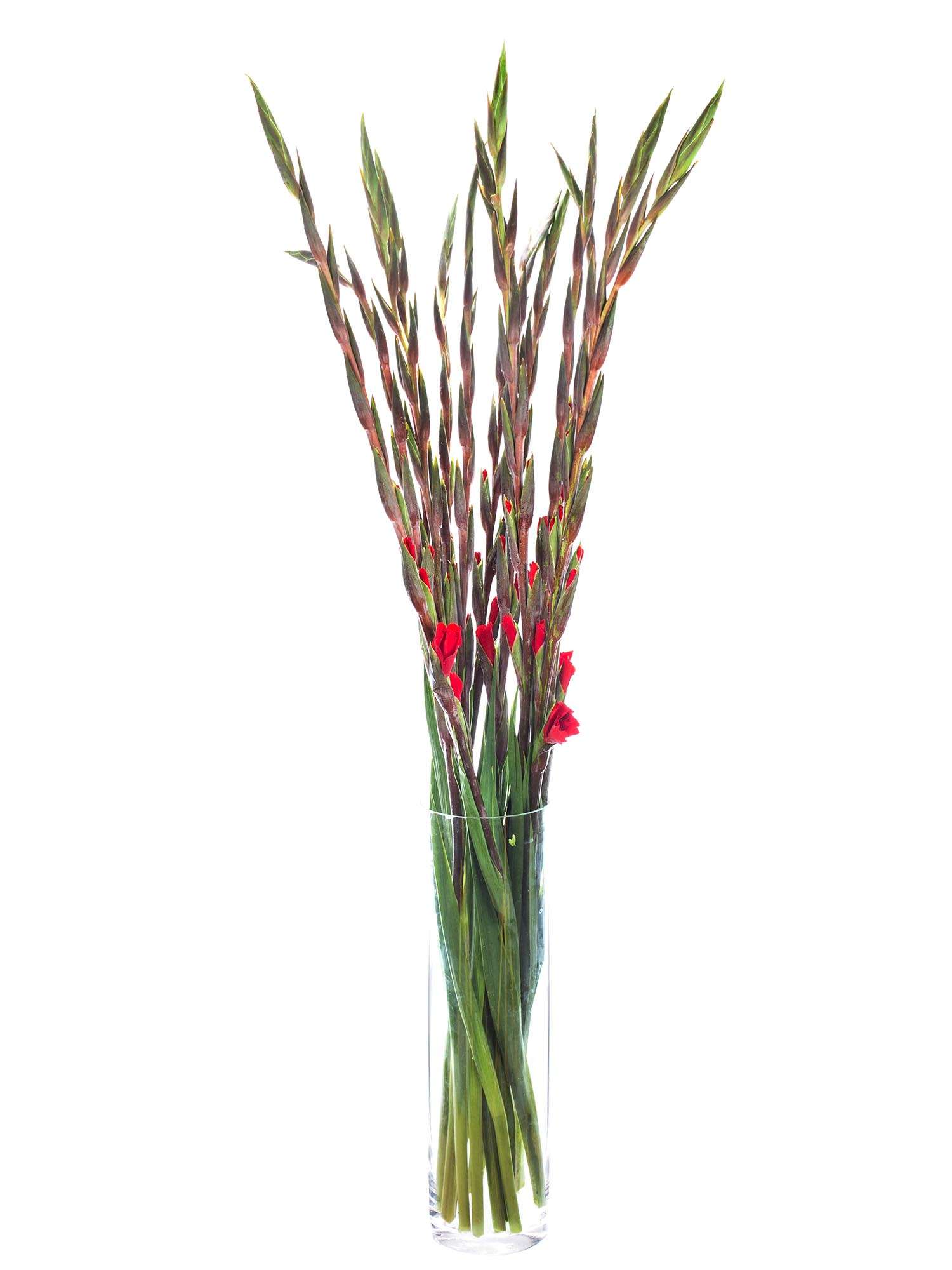 blumigo-red-balance-gladiolen-rot-schnittblumen image 2