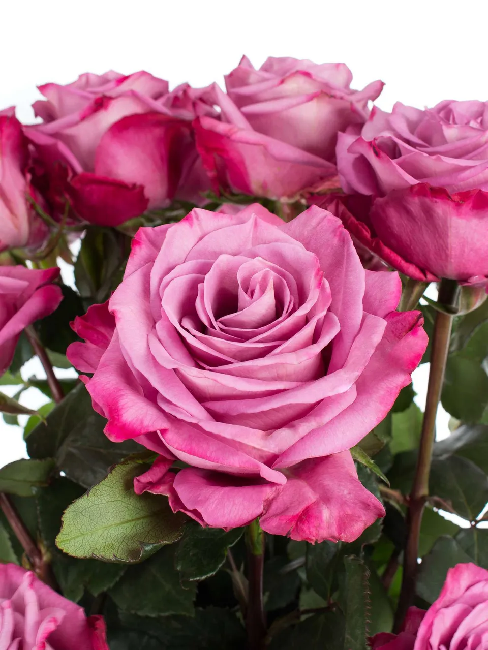 blumigo-rosen-moody-blues-violett-rose-1-stiel-frisch image 1