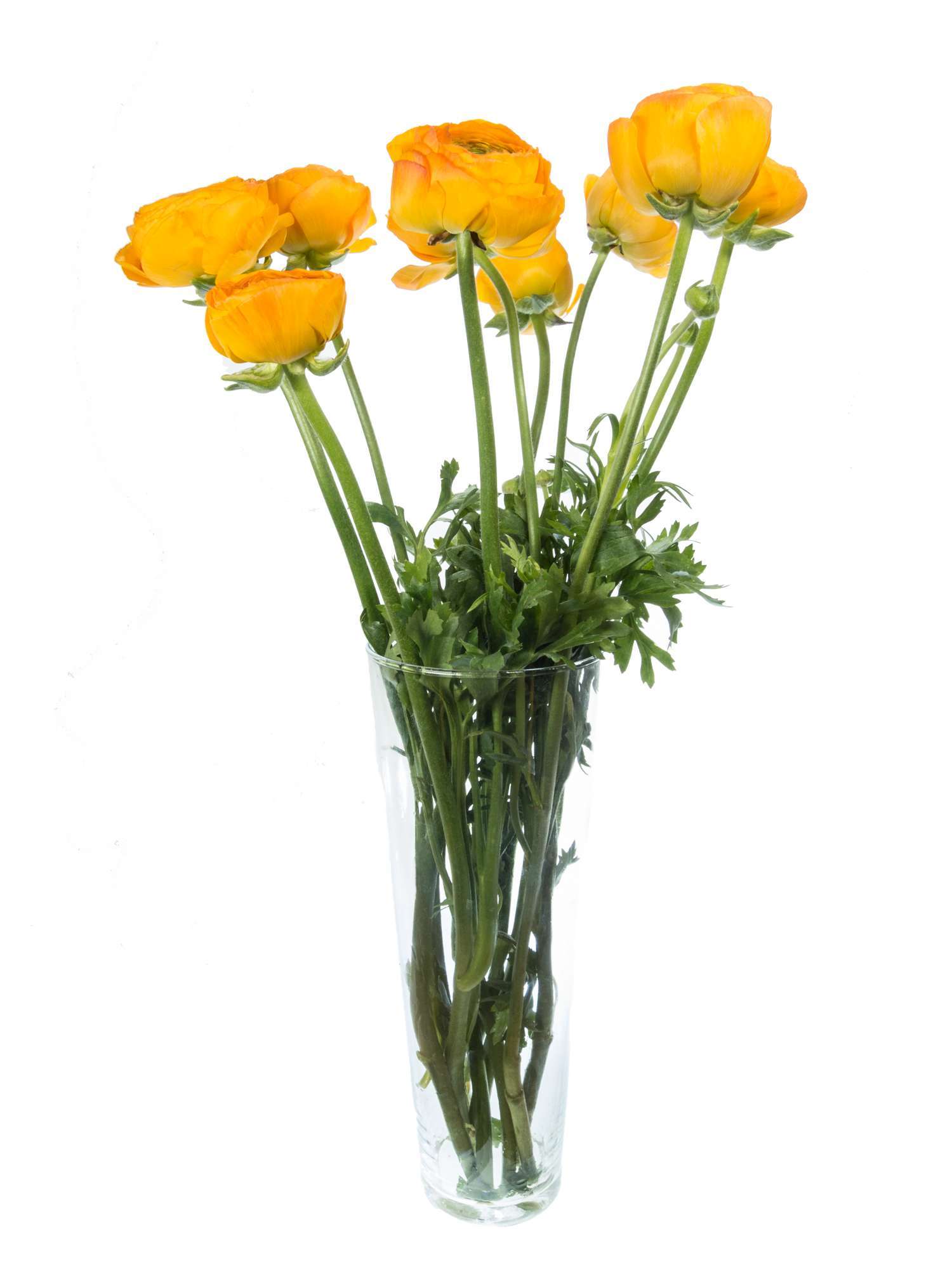 blumigo-ranunkeln-xxl-gelbe-schnittblume-gro-einzelstiel image 2