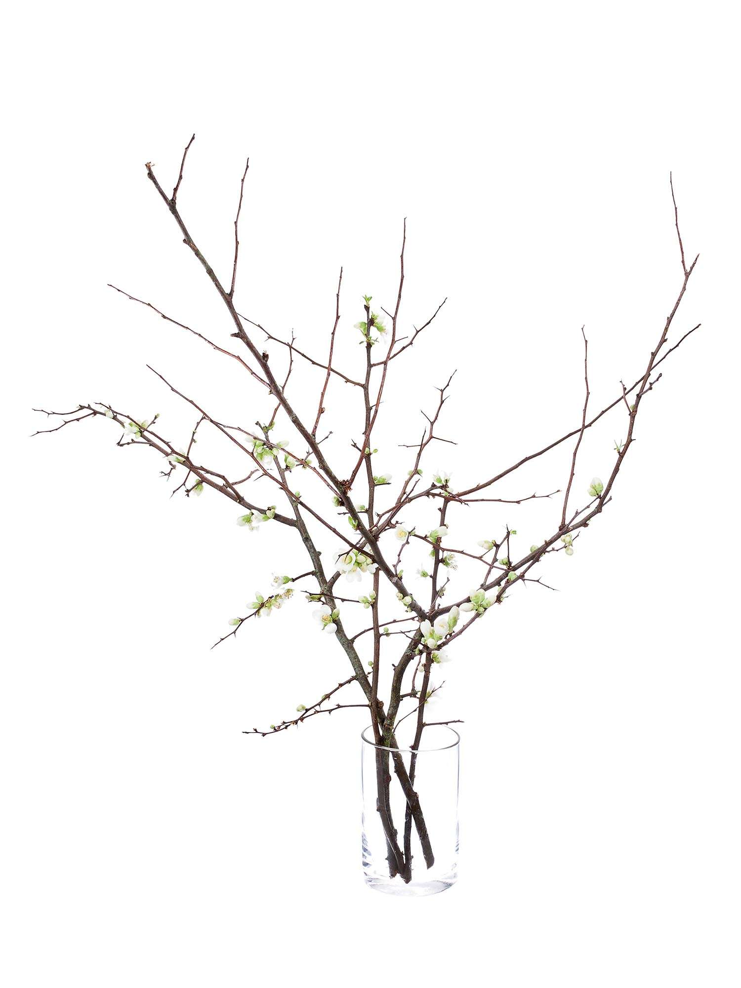 blumigo-zweige-quittenzweige-chaenomeles-wei image 6
