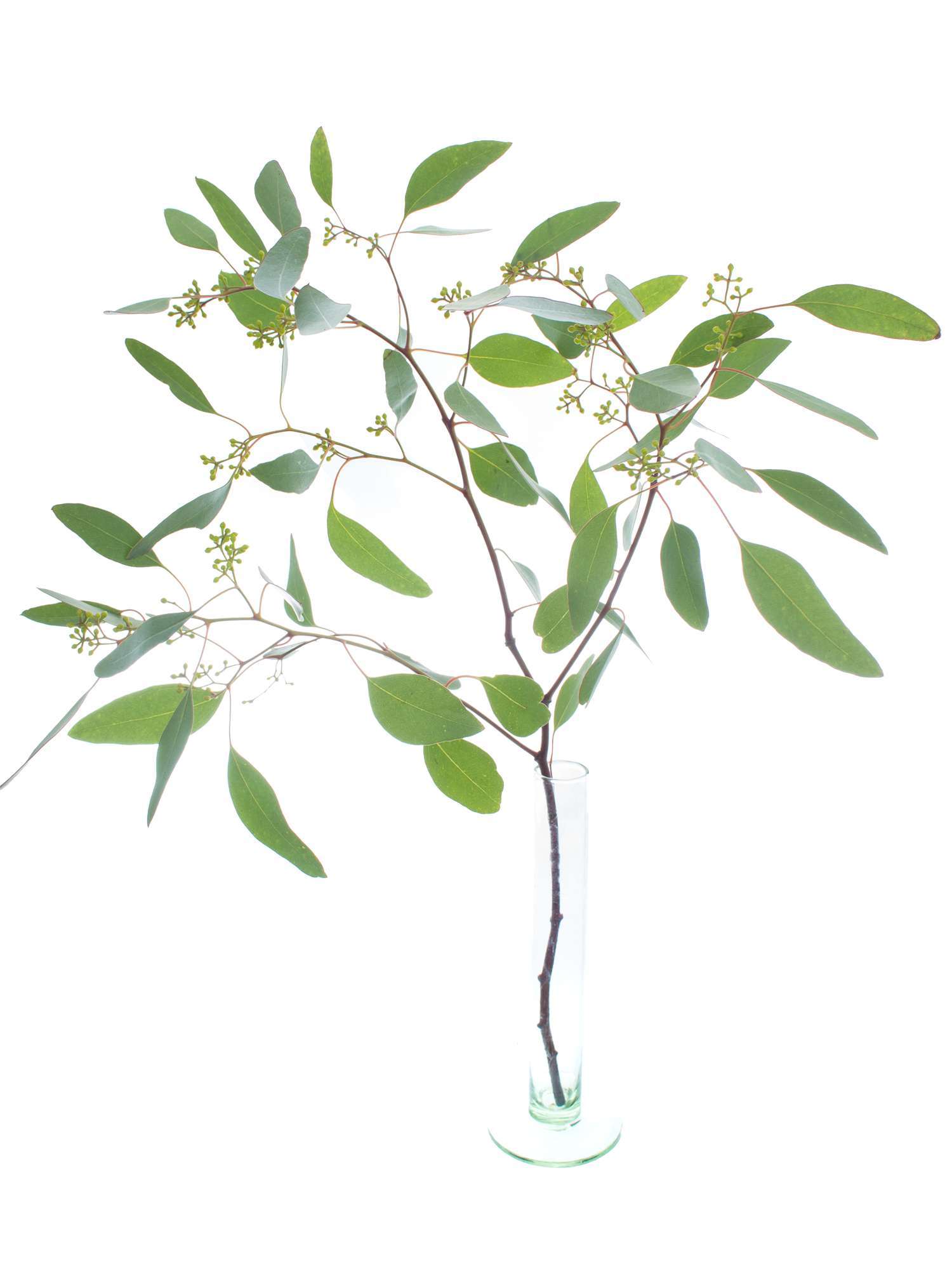blumigo-eukalyptus-populus-schnittgr-n-mit-beeren-gr-n image 3