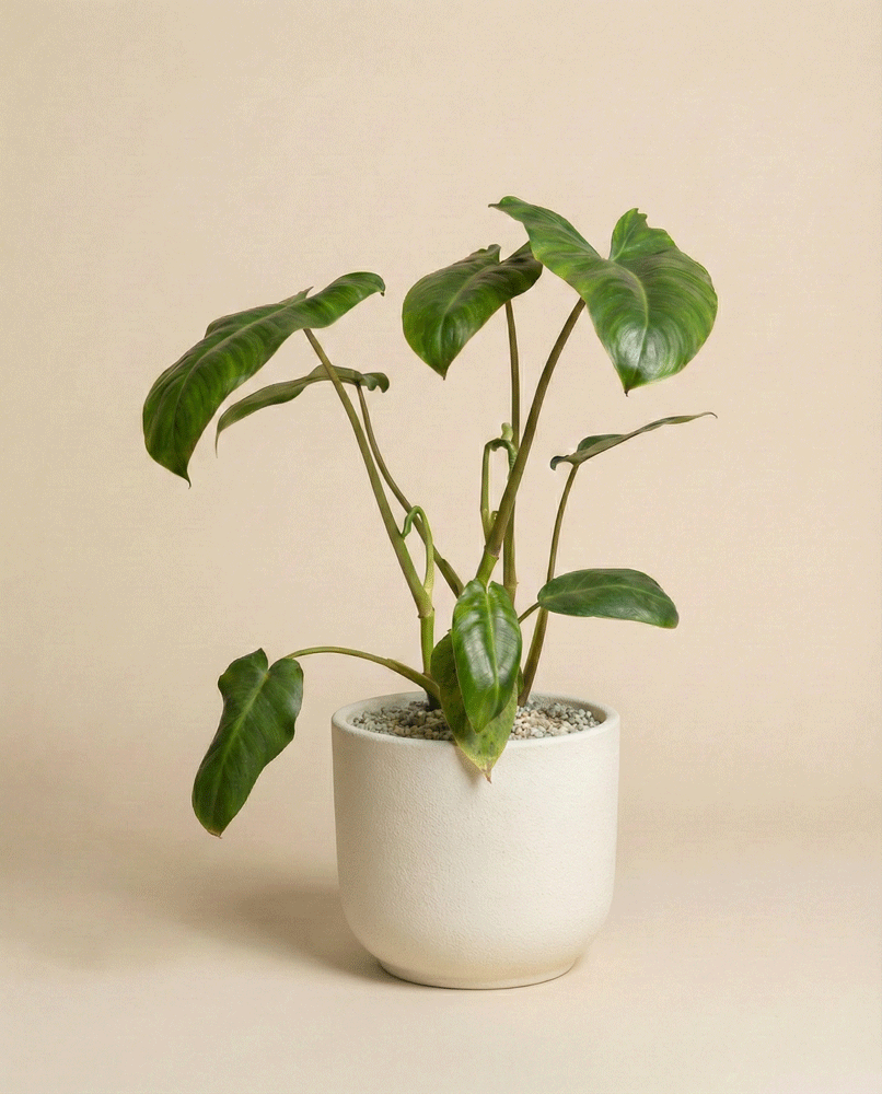 feey-variado-philodendron-paraiso-verde-zimmerpflanze image 5