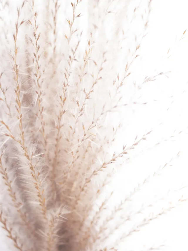 blumigo-trockenblumen-miscanthus-trockengras-natur image 1