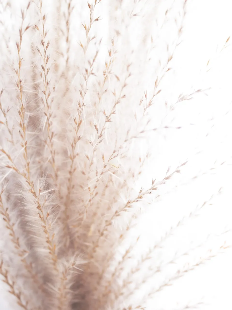 blumigo-trockenblumen-miscanthus-trockengras-natur image 1