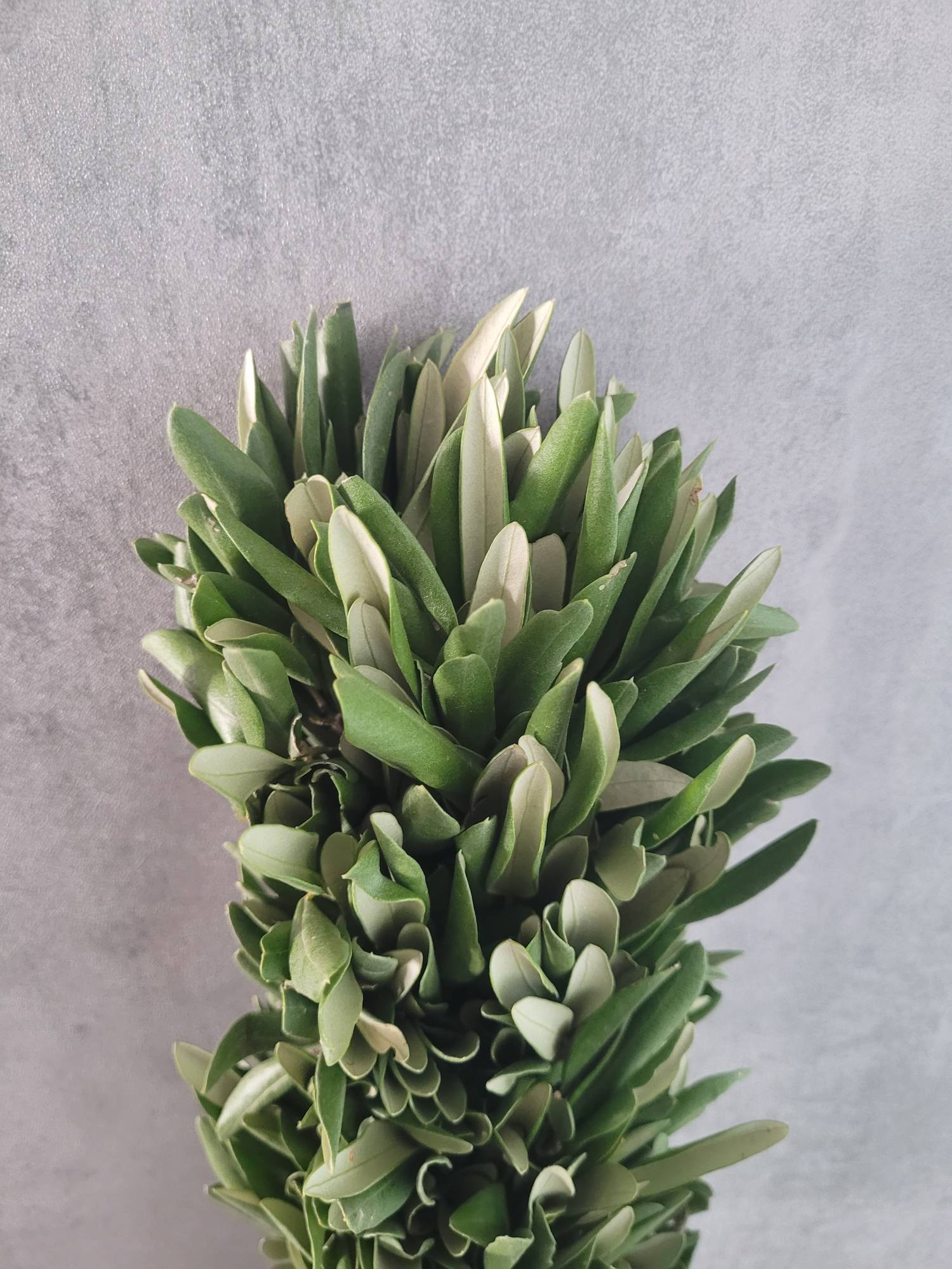 blumigo-exklusives-greenery-zierleiste-olivengr-n-80-cm image 2