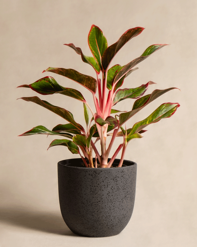 feey-variado-aglaonema-jungle-red-zimmerpflanze-ohne-bertopf image 7