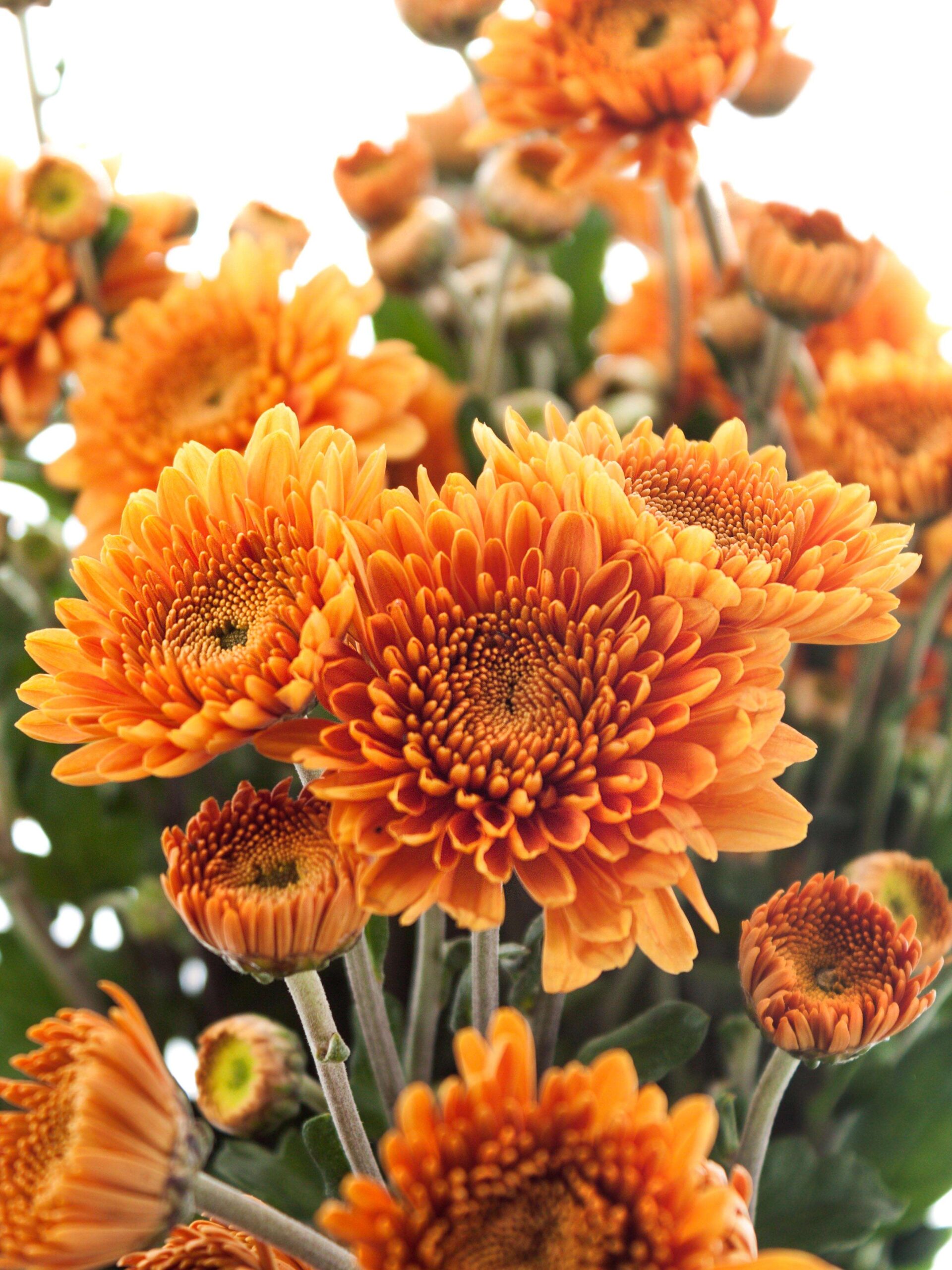 blumigo-herbstdeko-littleton-herbstaster-orange image 1