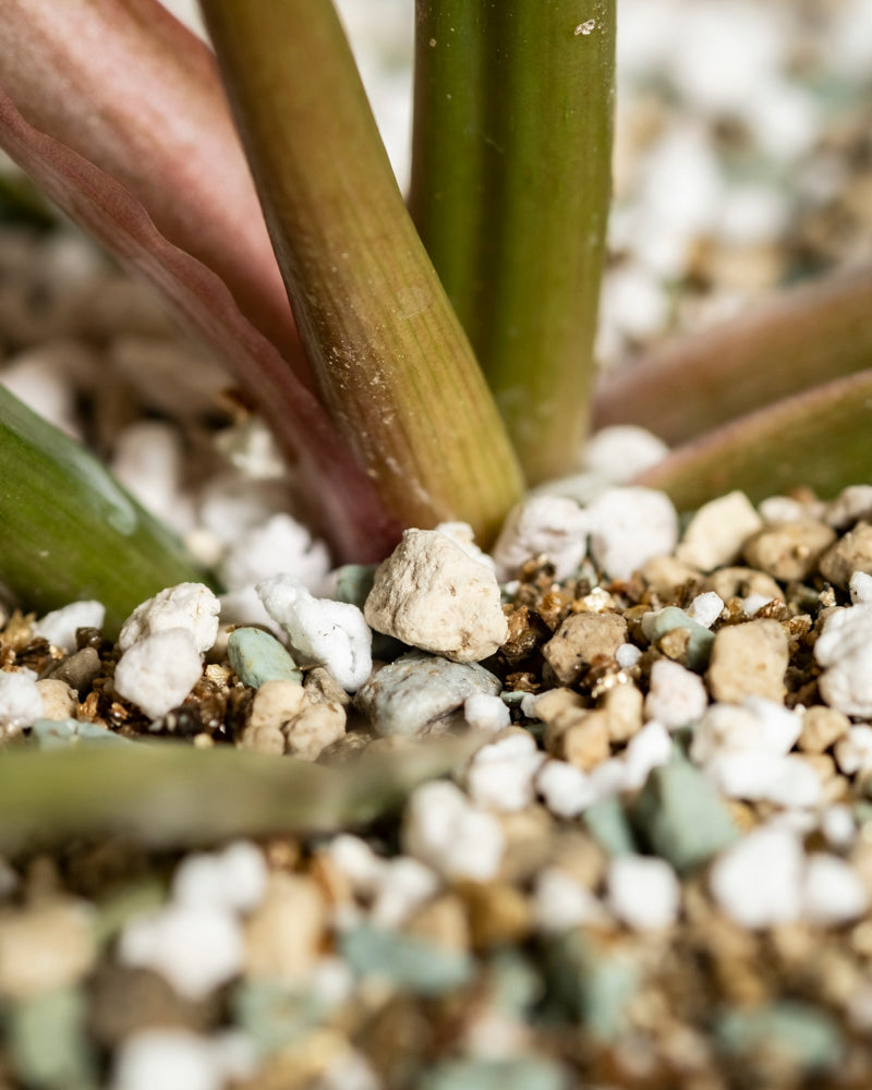 feey-variado-philodendron-pluto-zimmerpflanze-ohne-bertopf-gezackt image 8