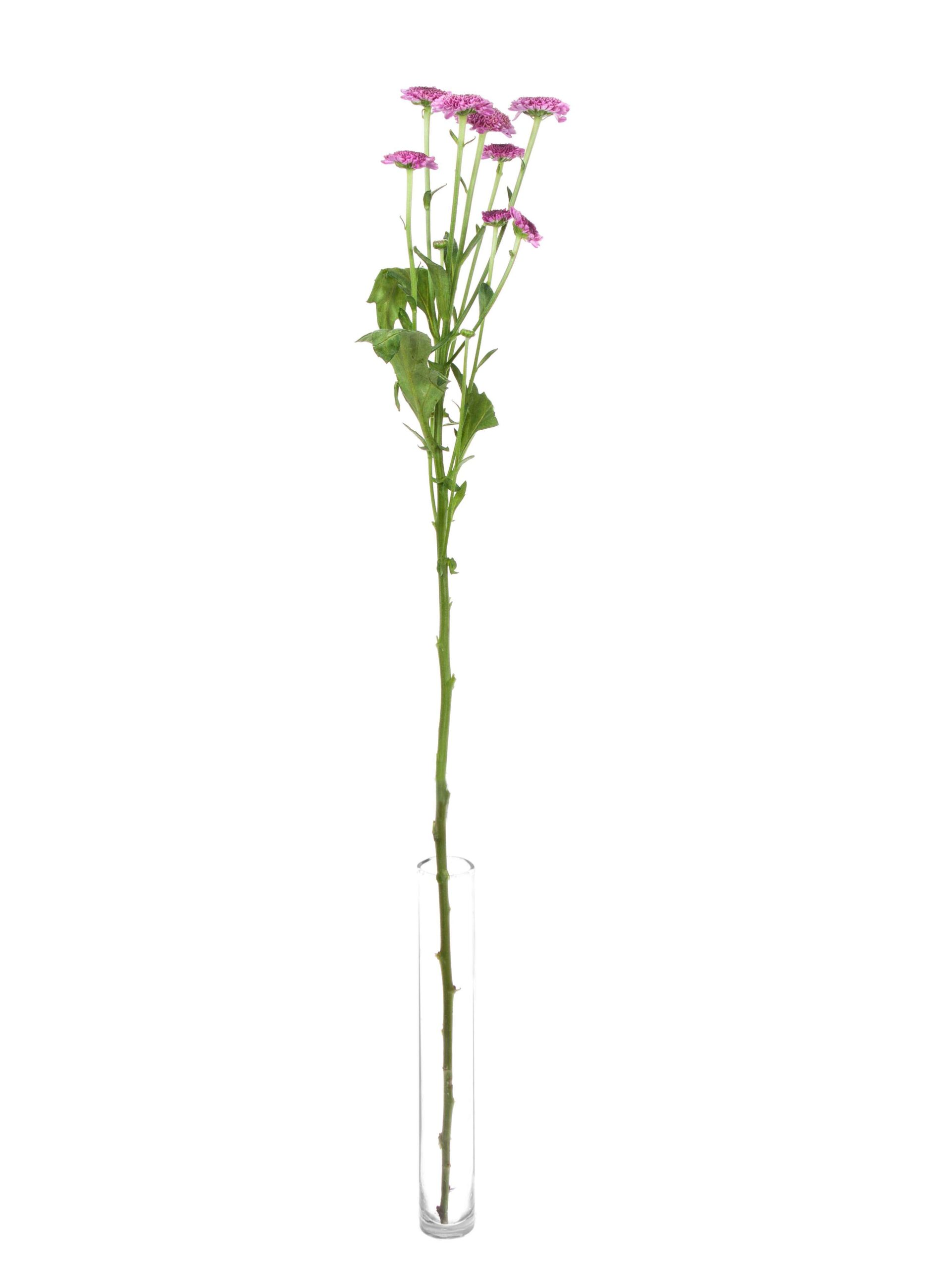 blumigo-chrysanthemen-santinis-bodilly-violett-pink-schnittblumen image 3