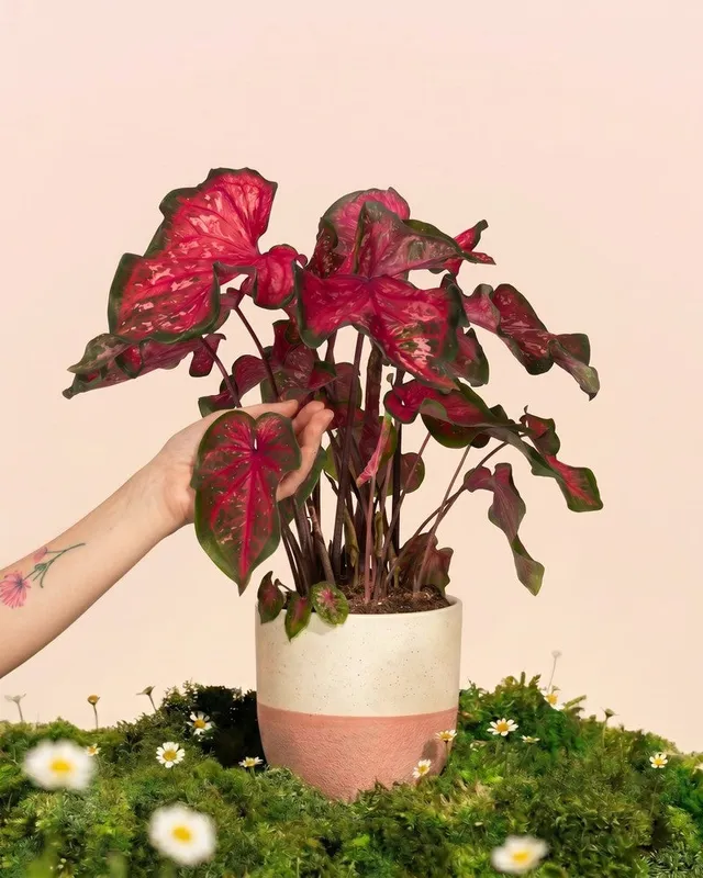 feey-variado-caladium-pink-panther-zimmerpflanze-bunte-bl-tter image 1