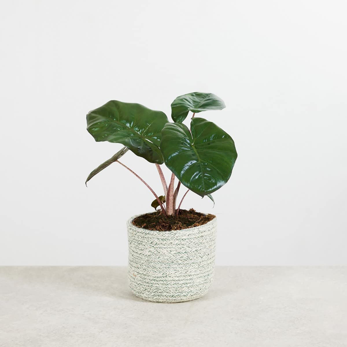 plnts-rareplnts-alocasia-yucatan-princess-pfeilblatt-14cm image 6