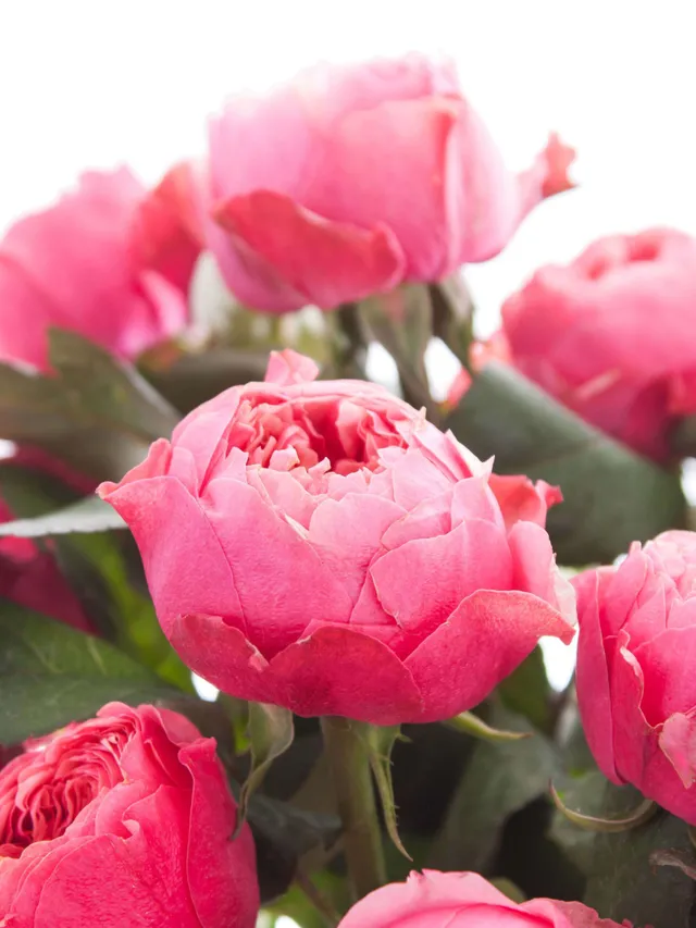 blumigo-rosen-vuvuzela-cerise-korall-pink-einzelstiel image 1
