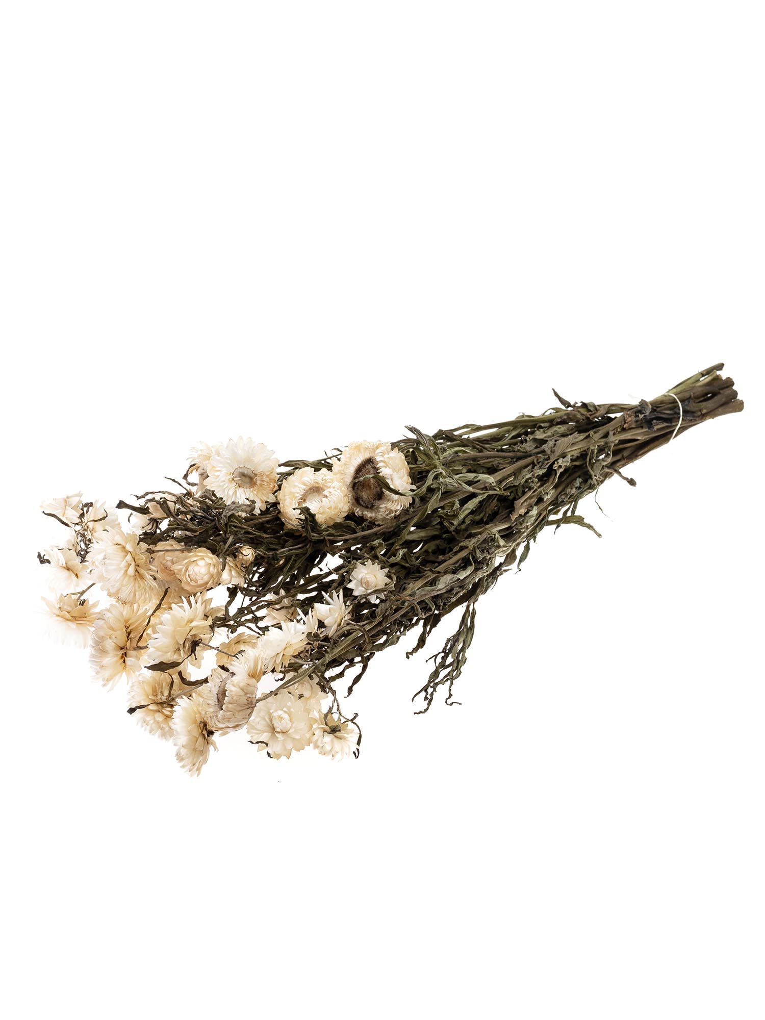 blumigo-trockenblumen-strohblume-wei-creme-getrocknet image 3