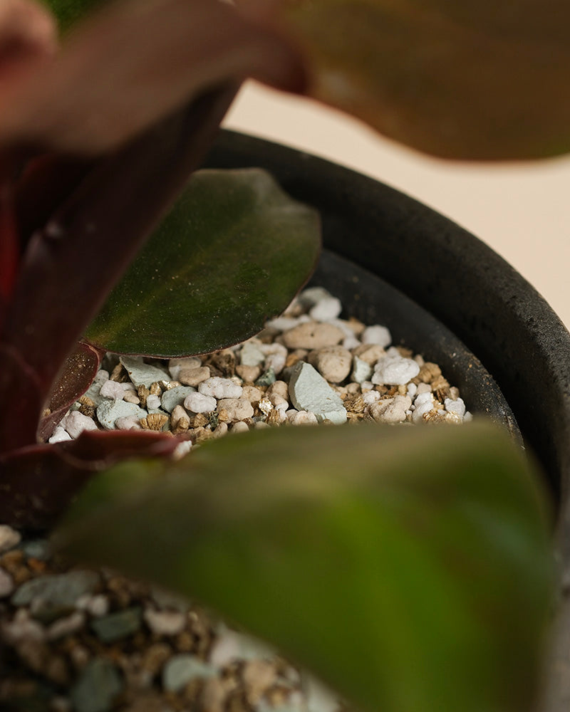 feey-philodendron-red-sun-zimmerpflanze-ohne-bertopf image 6