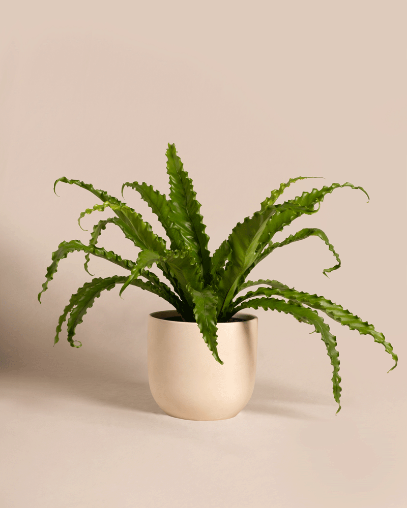 feey-gewellter-nestfarn-asplenium-zimmerpflanze-mittel-ohne-topf image 6