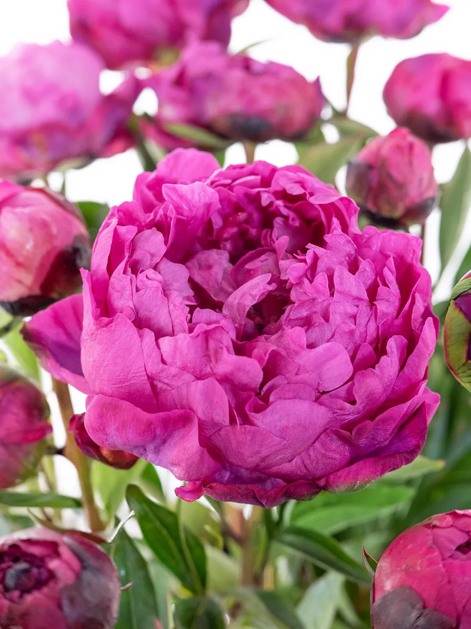 blumigo-pfingstrosen-kansas-schnittblume-pink image 1