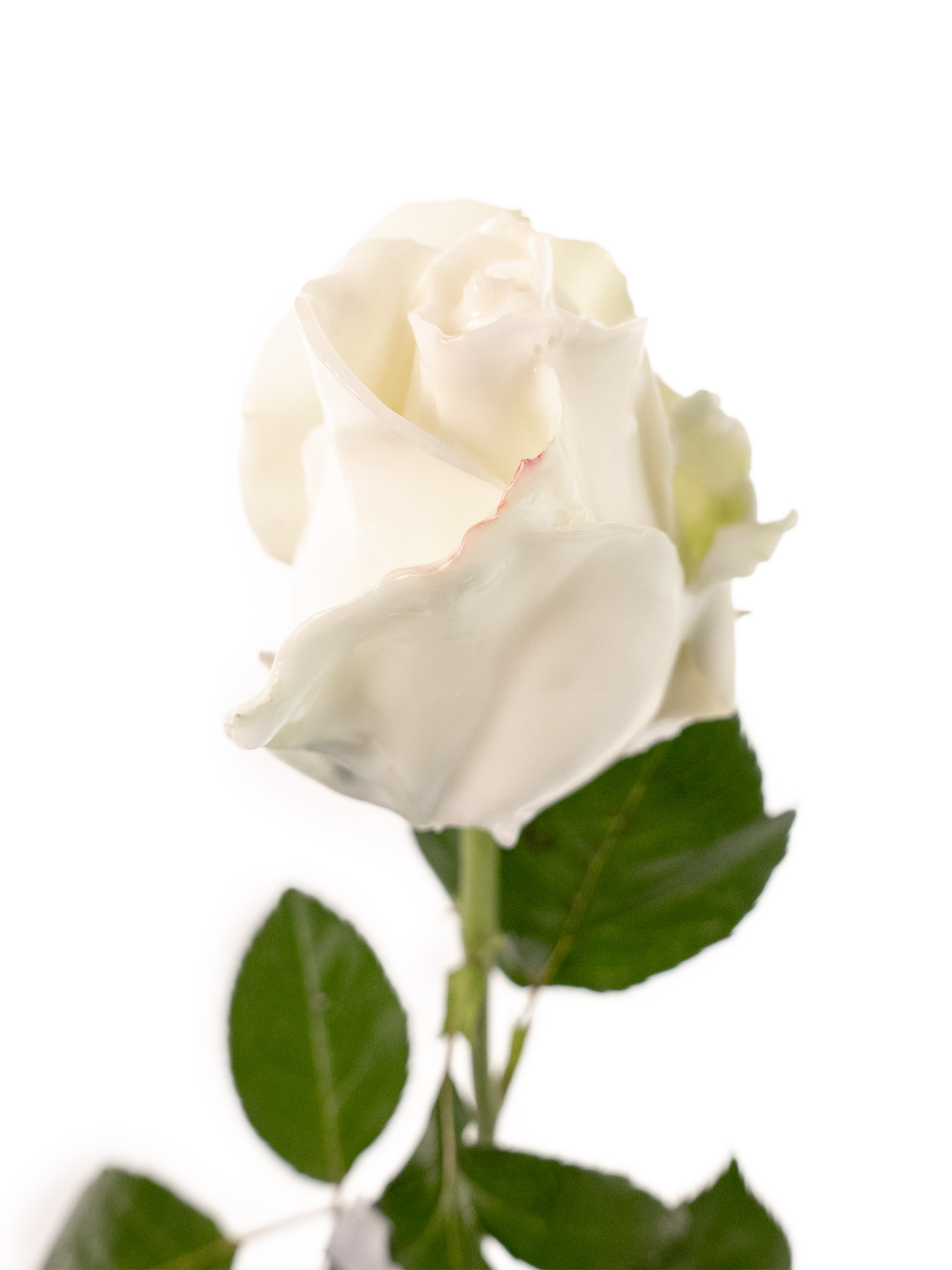 blumigo-rosen-gewachst-wachsrosen-wei-haltbar image 6