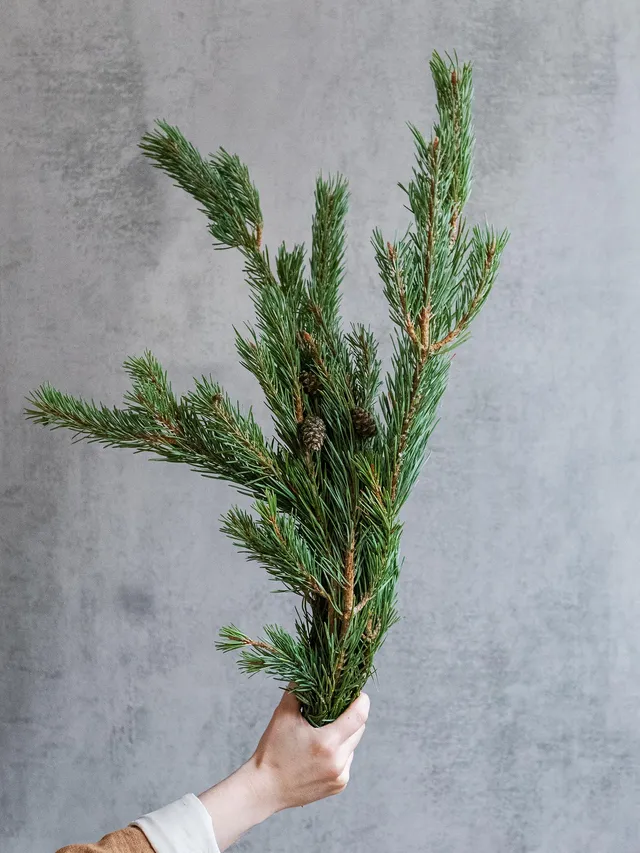 blumigo-winterliches-gr-n-pinus-mugo-kiefer-frisch image 1