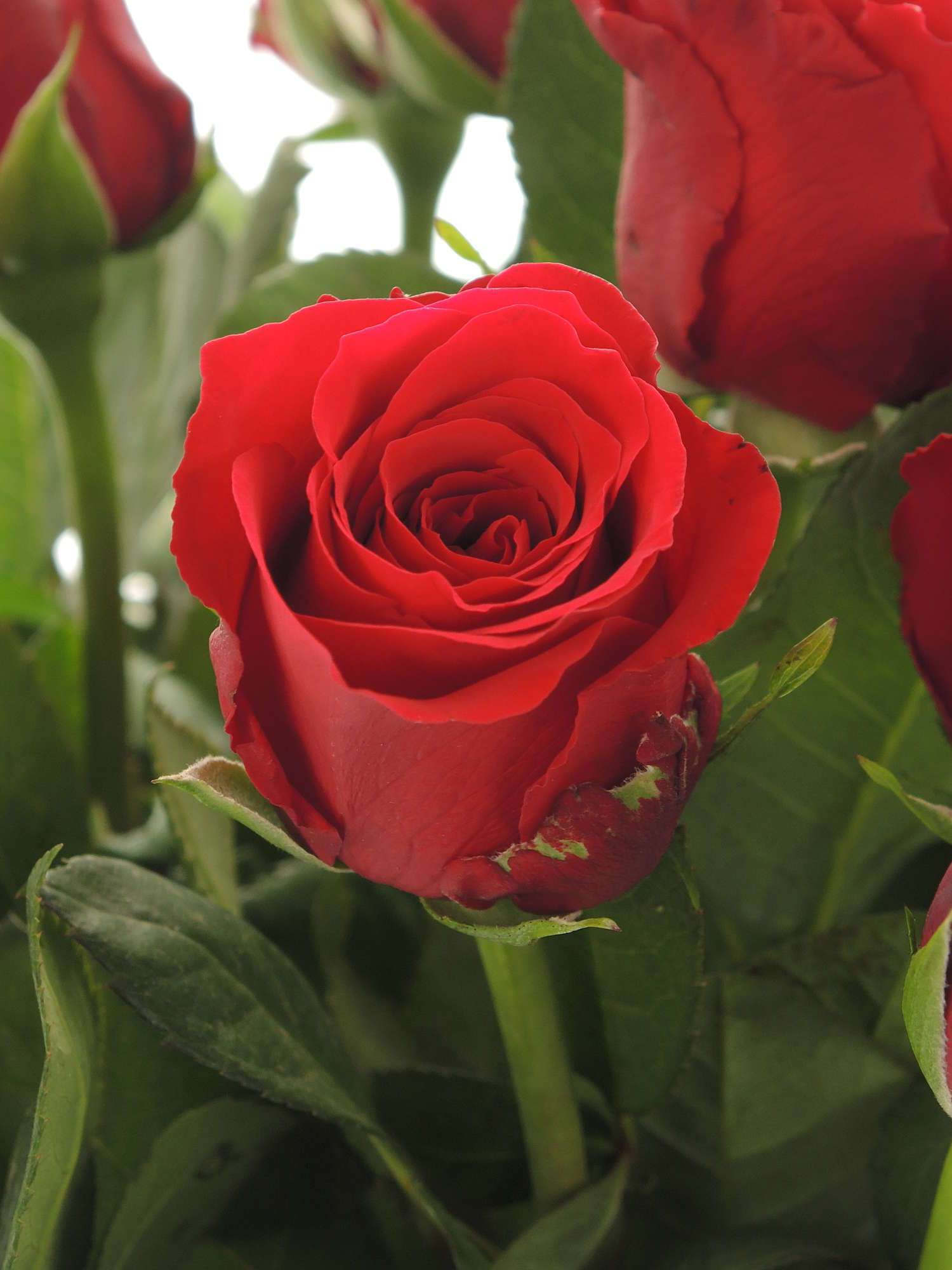 blumigo-rosen-upper-class-rot-lang-schnittrose image 1