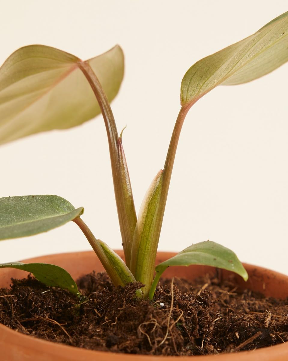 plnts-babyplnts-philodendron-gloriosum-steckling-3-cm-jungpflanze-8-cm-luftreini image 3