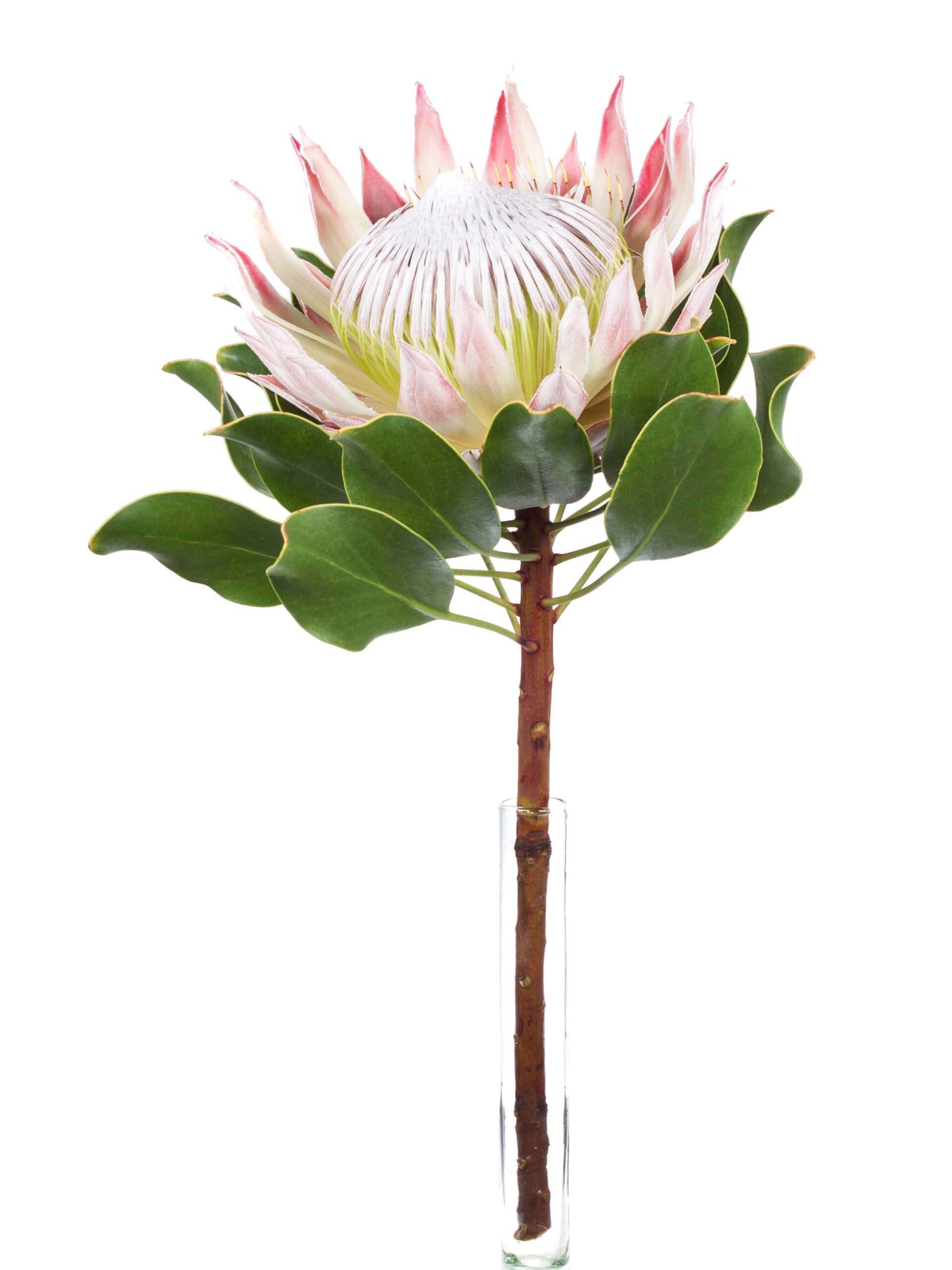 blumigo-proteen-k-nigsprotea-cynaroides-protea-apricot-creme image 3