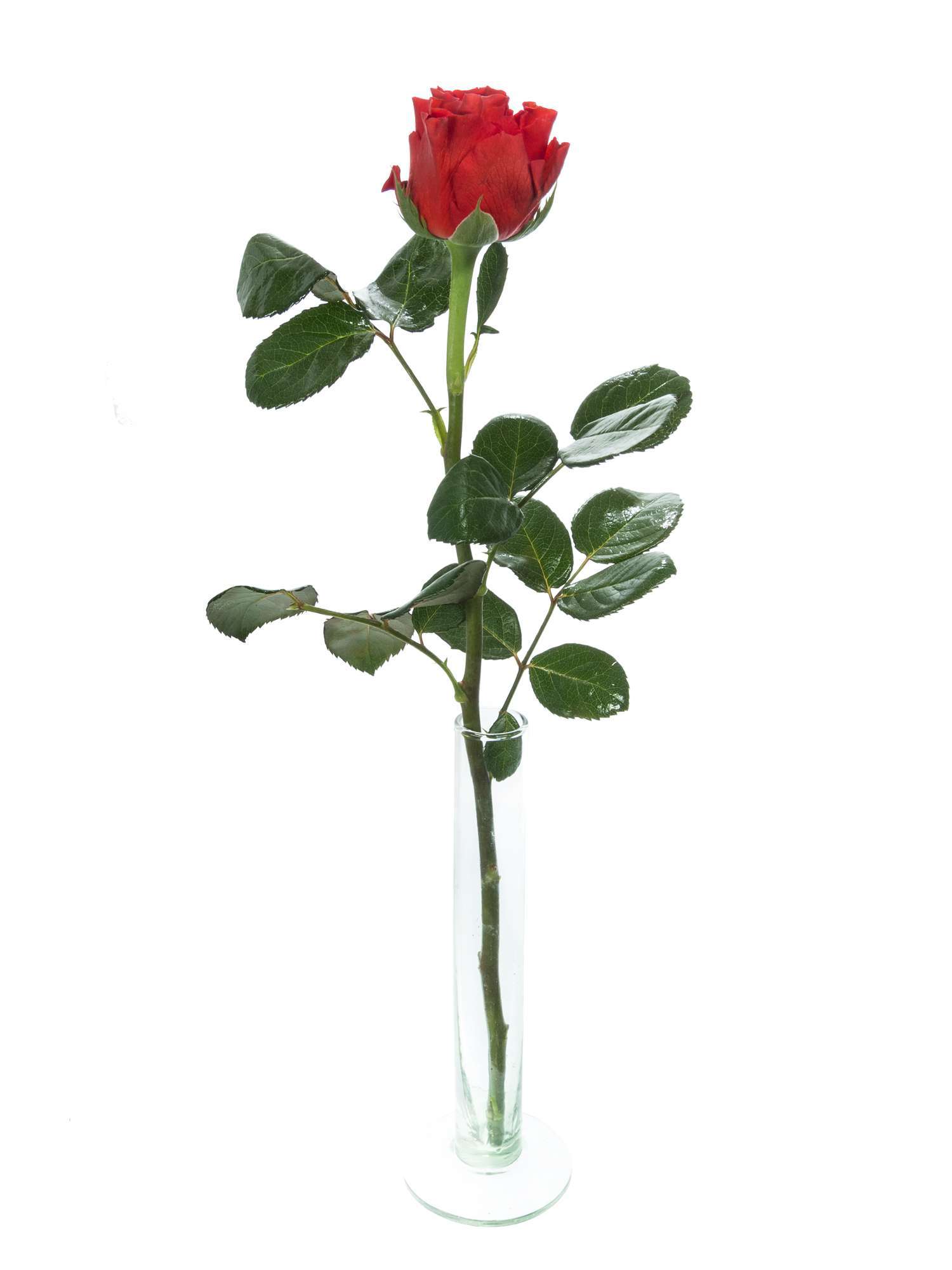 blumigo-rosen-el-torro-schnittrose-rot-gro-blumig image 3