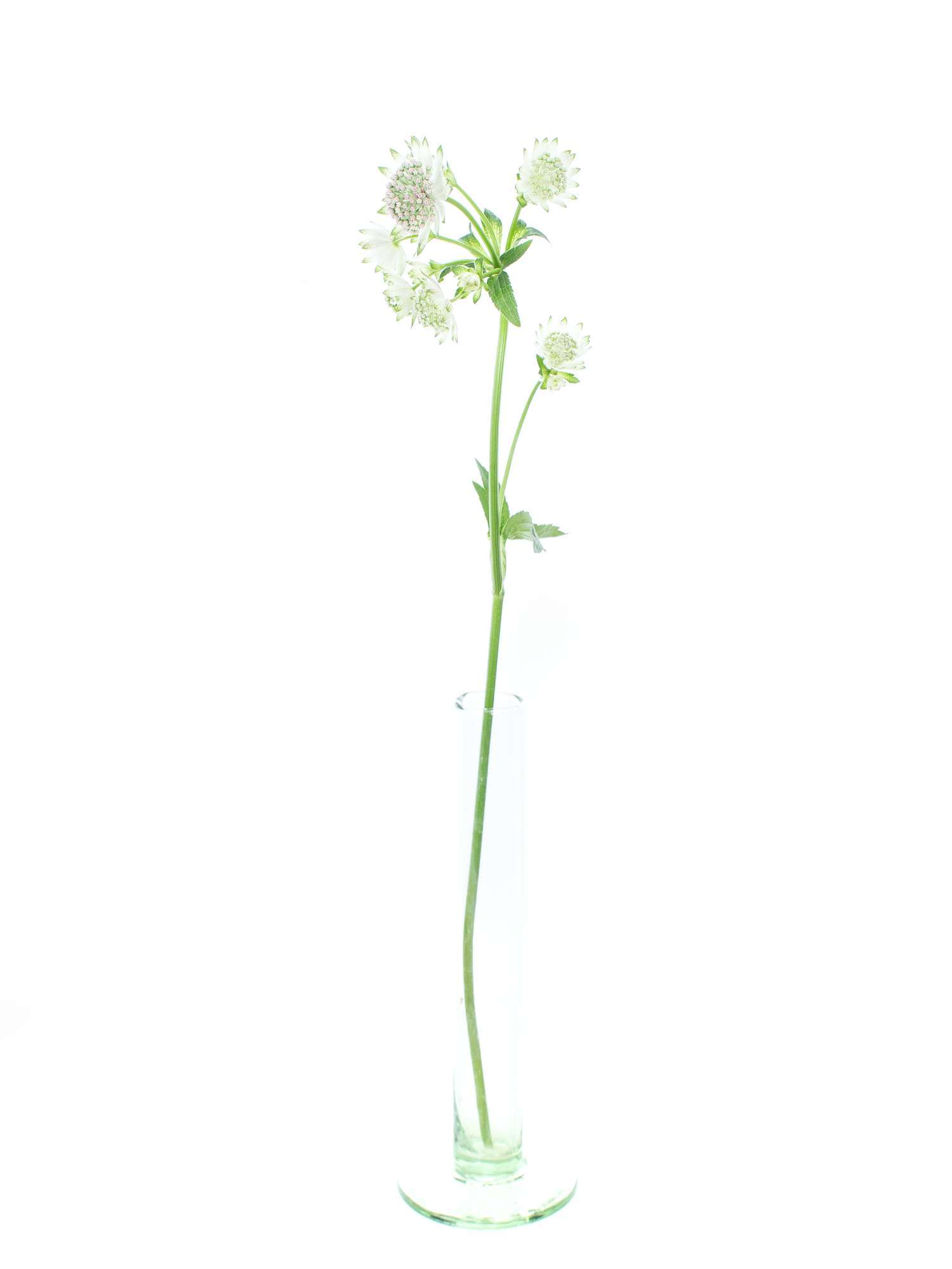 blumigo-blattwerk-astrantia-billion-stars-gr-n-silberne-sterndolde-stiel image 6