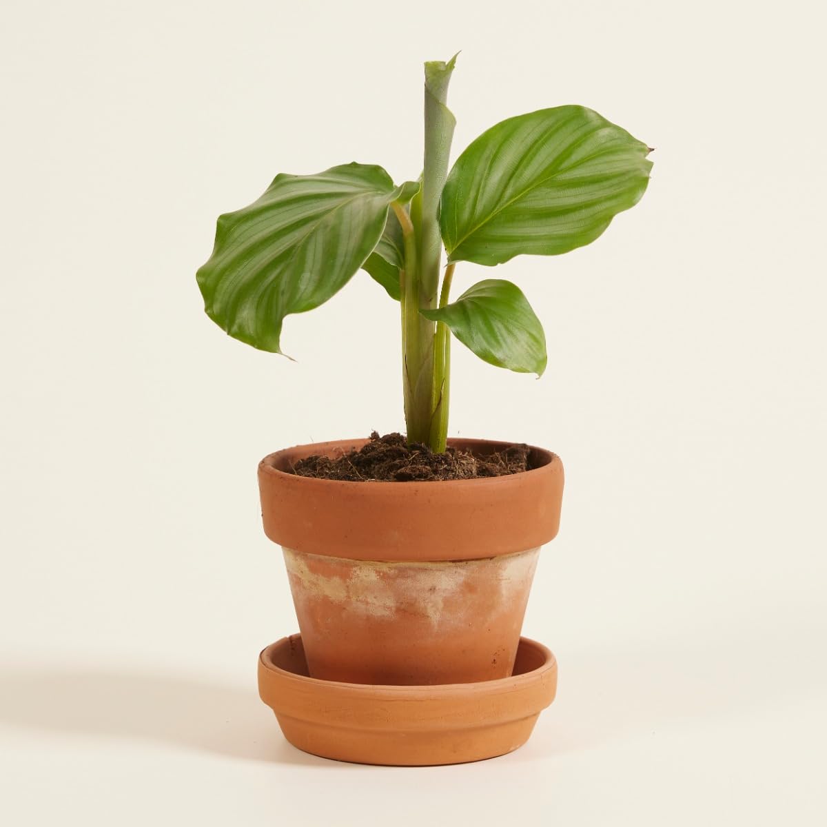 plnts-baby-calathea-orbifolia-zimmerpflanze-15-cm image 7