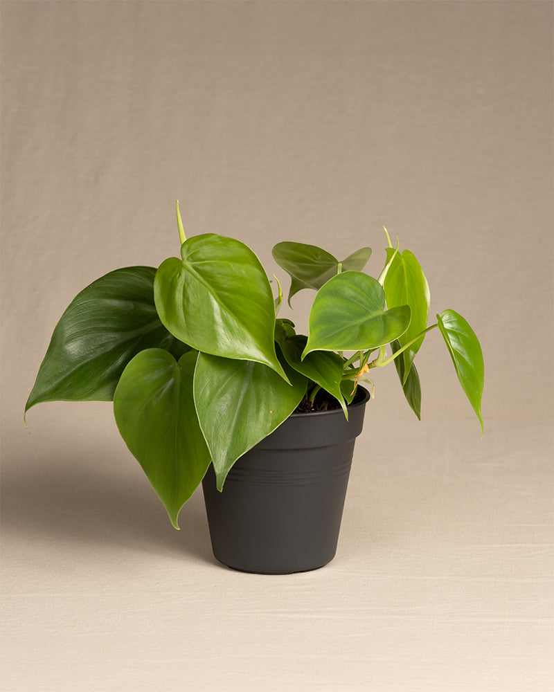 feey-variado-philodendron-scandens-h-ngepflanze-ohne-bertopf image 3