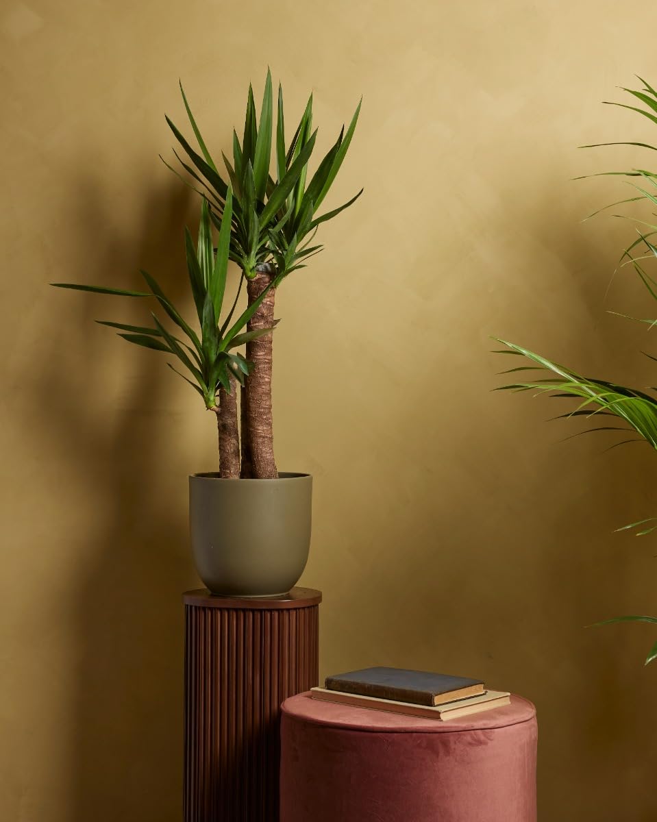 plnts-rareplnts-yucca-elephantipes-100cm-zimmerpalme image 2