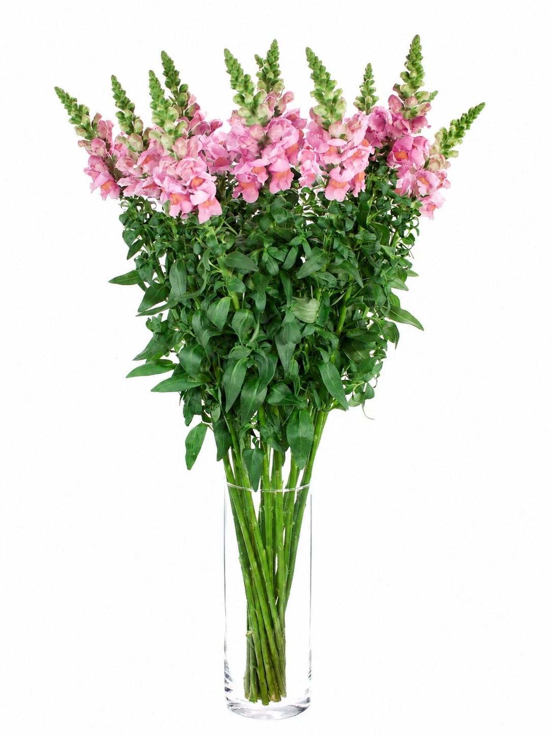 blumigo-poto-rose-l-wenm-ulchen-rosa-pink-schnittblume image 2