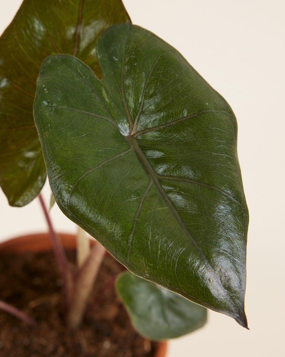 plnts-babyplnts-baby-alocasia-yucatan-princess-25-cm image 3