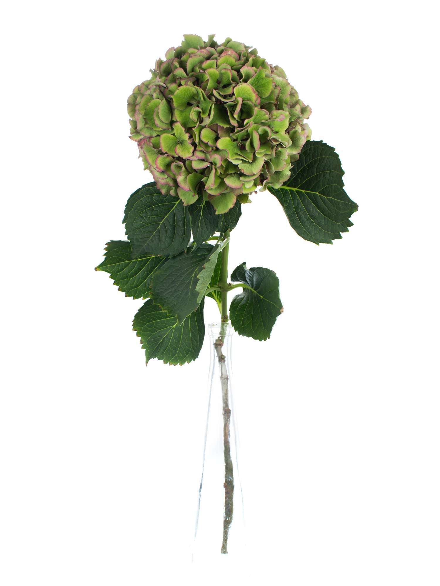 blumigo-hortensien-sibilla-classic-gr-n-rot-stiel image 2