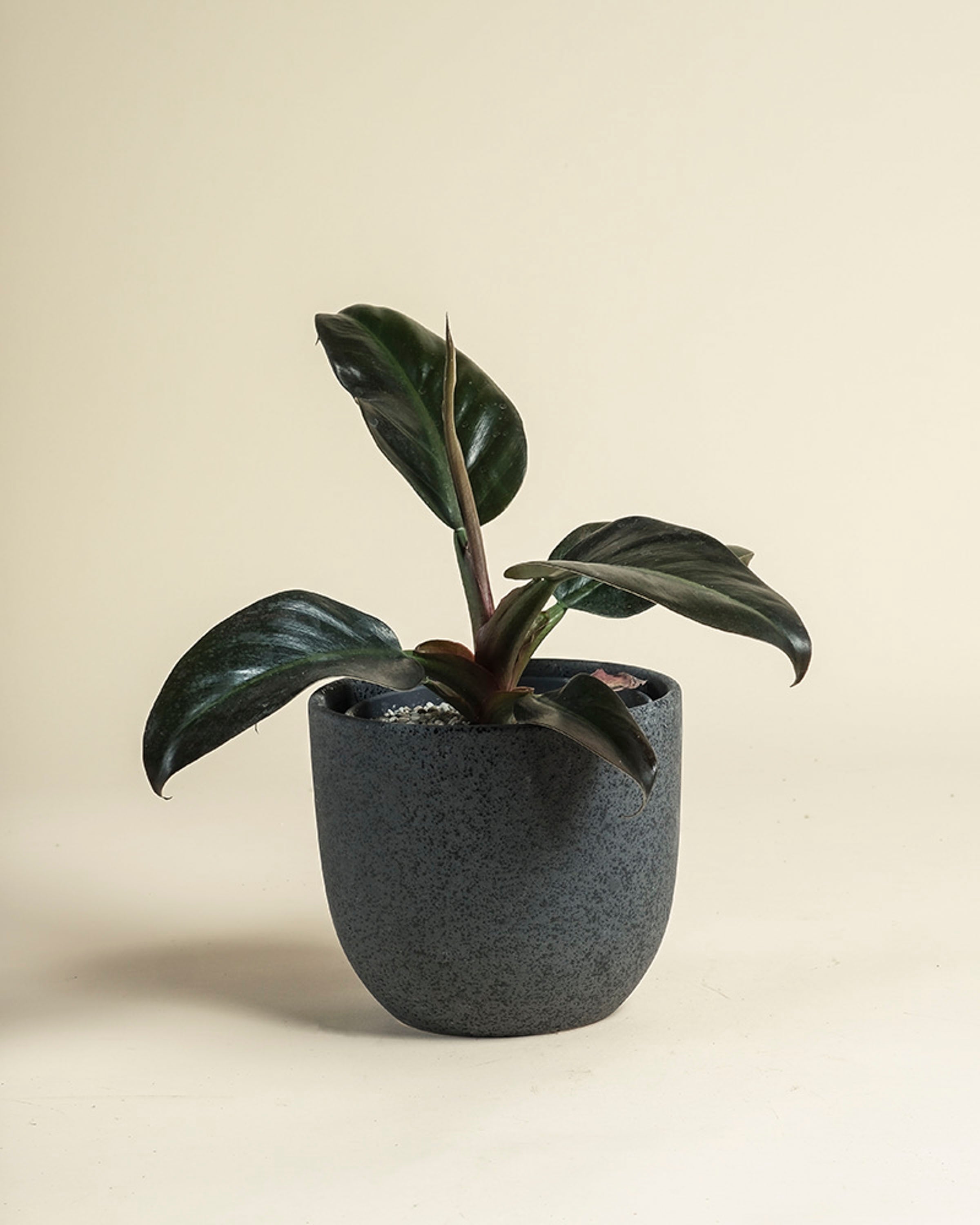 feey-variado-philodendron-imperial-red-zimmerpflanze-ohne-topf image 8