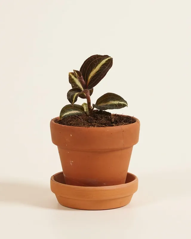 plnts-baby-jewel-orchid-moonstone-orchidee-12-cm-rot-gemustert image 1