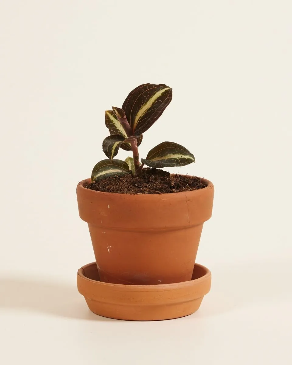plnts-baby-jewel-orchid-moonstone-orchidee-12-cm-rot-gemustert image 1