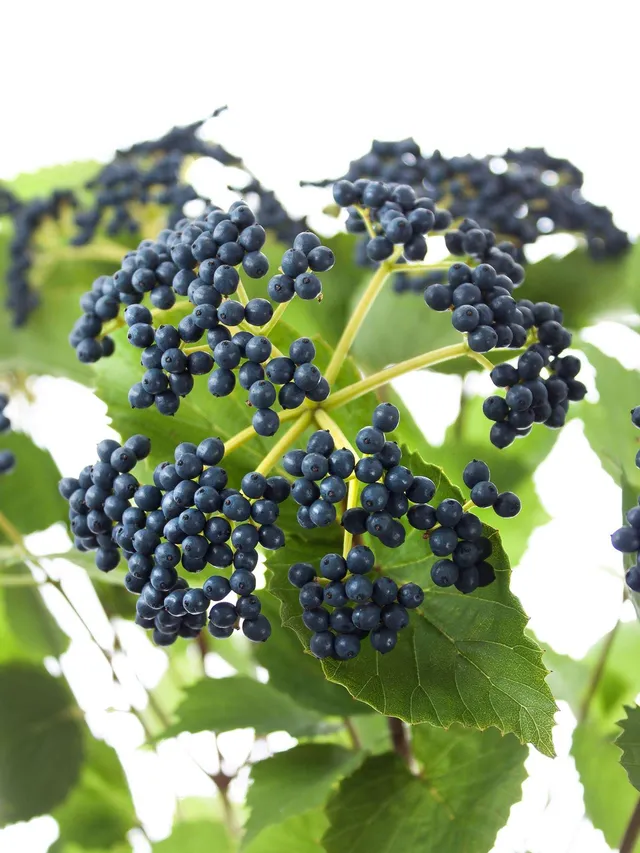 blumigo-dark-blue-viburnum-beeren-schwarz-blau-stiel image 1