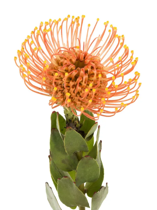 blumigo-golden-dust-nadelkissen-protea-schnittblume-orange-gelb image 1